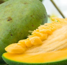 African Mango Extract Glyco Harmony ingredient